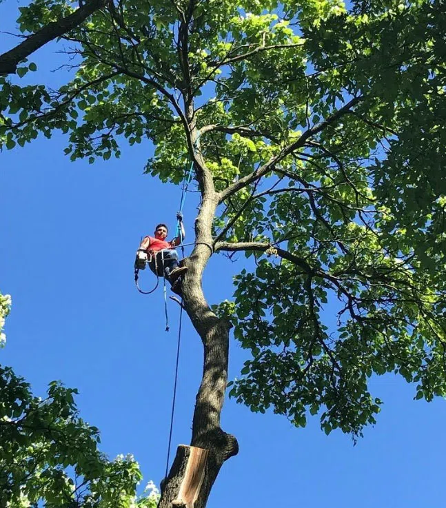 man-pruning-a-large-tree