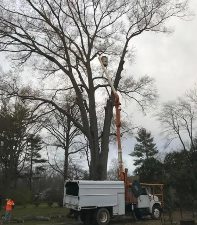 Tree Service Maple Shade, NJ