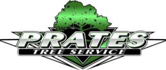Tree Service Company in Burlington County, NJ | Tree Removal & Trimming