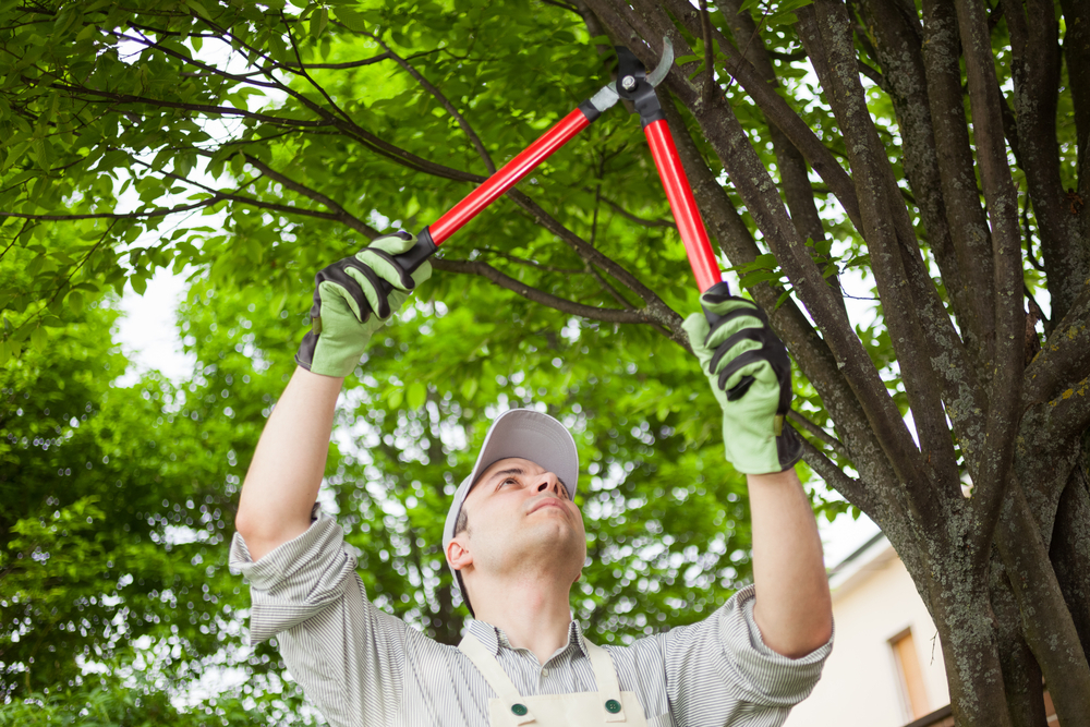 The Importance of CODIT and Proper Tree Pruning